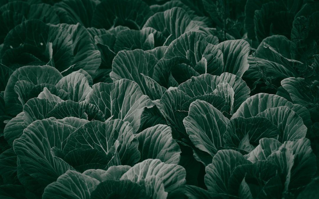 Essential Tips for Growing Your Own Vegetable Garden