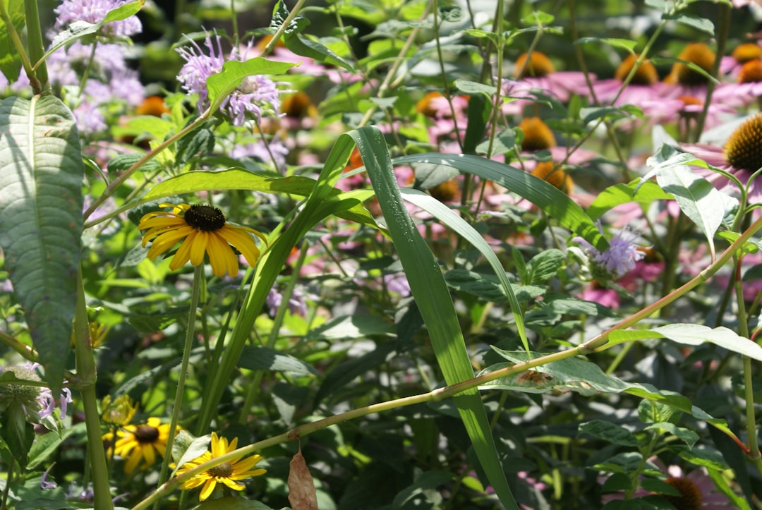 The Benefits of Companion Planting in Your Garden